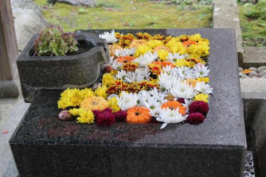 「花手水」です コロナ禍で寺や神社では手を洗ったり口を漱いだりする手水が使われなくなりました その手水を利用して花を浮かべ来訪者の心を和ませてくれる「花手水」がありました 季節の花である菊やダリアなど様々な花が浮かんでおりホッとさせてくれました そろそろ花の季節が終わりに近づいてきました もう少しだけ花を楽しませてほしいものです/