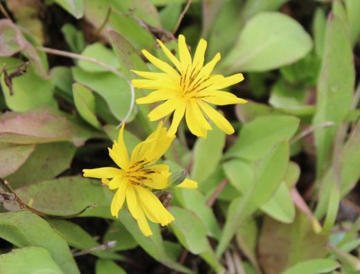 田んぼのあぜ道にブタナに似た黄色の花がポツンと咲いていました ブタナではありませんのネットで検索したところ「ニガナ」「ハナニガナ」がヒットしました 開花期が初夏で葉の付き方が違うので別の花かなと思いながら 花が咲いていない季節ですので紹介しました 咲いている花が本当に少なくなりました/