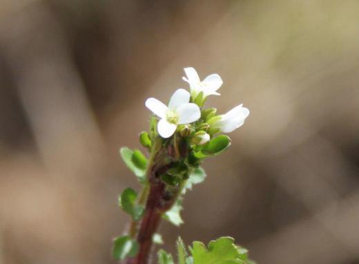 気温が低くなり冬も間近と感じる季節になり咲いている花が少なくなりました 道路や庭のそちこちに小さな白い花が咲いています ネットで調べてみると「シロイヌナズナ」とヒットしました ナズナかなと思っておりましたので「シロイヌナズナ」で間違いなさそうです 何も役に立たないといわれている雑草ですが生物の研究に貴重な植物であることがわかりました/