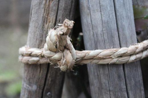 マイガーデンの閉園です といってもちっちゃな庭でセイヨウアサガオが最後の一輪が枯れました 種を採ろうと思っています 挿し木した7種類のバラを今年作った小さな花壇に植えました 雪囲いをし来年開花を楽しみに待ちます 縄の男結びも上手になりました 冬到来も間近です/