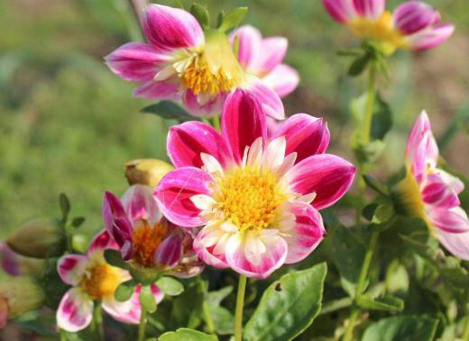 散歩道でとても鮮やかな花を見つけました 菊以外はあまり花を見かけなくなりましたので思わずカメラを向けました ダリアのようです 川西町のダリア園も閉園し冬支度に入ったと報道されましたので鮮やかな紅いダリアに寒い中でしたがポカッとしました。/