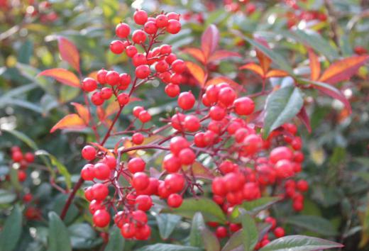 知人宅の庭に紅白のナンテンの実がついている南天の木を見せていただきました 南天の実は赤いものと思っておりましたので白い実を見た時はちょっと驚きました 紅白セットになっておめでたい実です 赤い実がついているのは「ナンテン」白い実がついているのは「シロミナンテン」です ナンテンの名前が「難転」に通じ災いを除けてくれる縁起のよい樹木とされています/