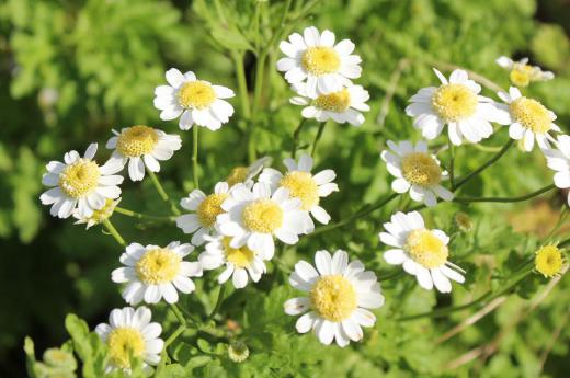 一気に寒さがやってきました 道すがらに白い小さな花をみつけました 咲いている花が少なくなり貴重な花です 冬がどんどん近づいてきています 冬支度はお済ですか/