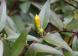 今年はいつもより木々の花芽が多く付いているような気がし..:2021/11/23 09:00
