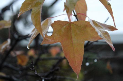 朝から冷たい雨が強く降っています 咲いている花を探すのが難しい今朝です 冷たい雨に濡れた最後のモミジの葉も寒そうです もしかすると雪がふるかもとの天気予報もでています(気が付きませんでしたが十分一山に雪が降っていました) 一雨ごとに冬に近づいています/