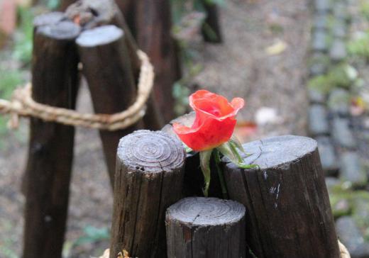 雪囲いで残しておいたバラが冷たい雨に打たれ咲いています 昨夜からの強い雨が今も降っています ポツンと残されたプリンセスミチコという名前のバラが色もあまりあせずに咲いています 最後の花が到来する冬に抗らうように最後の力を振り絞っているようです 私が高齢になることに抗らうかのように/