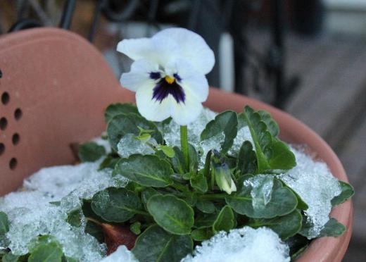 濡れた雪がかかったパンジーも今朝の晴天ですっかり解けかかっています 昨夜来からの雪がどの程積もるのか心配しましたが今日から2、3日は晴れマークもみえ雪の心配がなさそうです 冬支度の最後のチャンスですよ/