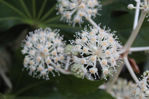 「ヤツデ」の小さな白い花が集まって咲いています 初冬にこんなにかわいい花が咲きていることに驚きです 葉が7〜9に分かれ手のひらのような形をしています 別名テングソウと呼ばれています 日陰に強くこの花も日当りのよくない場所に咲いていました 開花時期が初冬の10月〜12月で花のない時期に咲いており冬から春にかけては黒い実を鑑賞することもできるということです/