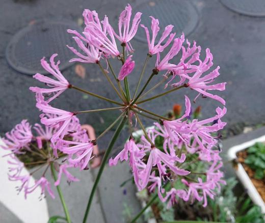 知人の店先にピンクの花がさいていました ネリネという球根で晩秋まで咲いている花です お客様からも「きれいに咲かせてますね」と声をかけていただいているそうです 波打つような細い花びらです/