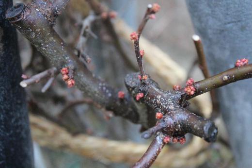小雨が降っていますがこれから今日から明日にかけて大荒れになりそうです 咲いている花もなくなりました 写真に写し込める風景もありません 今日は庭のボケの花芽です 花木はもう来年の花芽をつけています 厳しい冬を乗り越えて咲く花を楽しみに待ちたいものです/