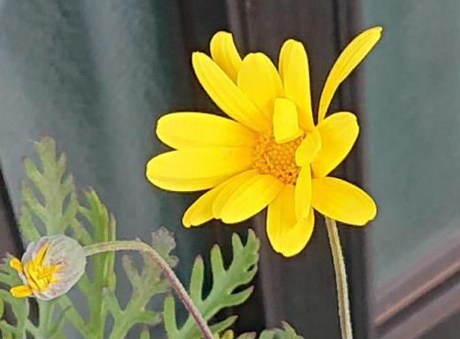 ユリオプスデージーというあまり聞いたことがない花をとある家の玄関先で見せてもらいました 深く切り込んだ葉や茎 マーガレットに似た鮮黄色の花が咲いていました 晩秋の11月から翌年の春まで咲いている息の長い花で半耐寒性の低木で霜に当てなければ冬も楽しめる花だそうです/