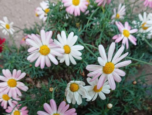 今朝起きたら10センチほど雪が積もっていました 雪の降る今頃咲いている「マーガレット」ではないかと思われます 前日のユリオプスデージーと同様で半耐寒性多年草で寒い地方では鉢植えで育てると説明されていますので冬は室内でも咲いてくれる花なのでしょう ある家の玄関の風除室に咲いていました/