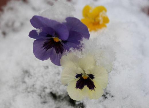 降った後にすぐ解けそうな雪が「パンジー」の花に降っています 寒さや雪にも強く外に出しておいても春になるとしっかりと芽を伸ばし花を咲かせてくれる花です 外でも花を見れる貴重な植物で軒先で花を楽しませてもらっています これからクリスマス寒波の大雪がくるのでしょうか/