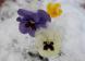降った後にすぐ解けそうな雪が「パンジー」の花に降ってい..:2021/12/23 09:08