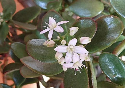 玄関などに白い花を咲かせる「金のなる木」(フチベニベンケイ)がよく鉢植えされて置かれています 開花時期が11月から2月頃とちょうど今頃楽しめる花木です 乾燥や低温に強く厳しい環境にも適応する丈夫な植物で寒い時期でも開花するのだそうです 多肉質の葉や茎にたっぷりと水を蓄えることができるのであまり水を必要としないのですが過湿にすると根腐れをおこします/