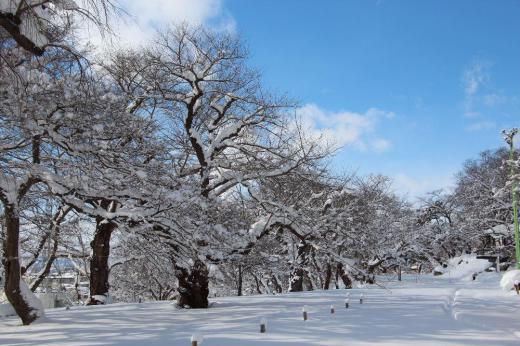 連日の雪でうんざりしていますが雪のおりなす風景も格別のものがあります 首都圏はわずか10cmの雪に大混乱しています 今朝の新聞の川柳に「雪国が笑って見てる十センチ」と雪国の人の声を代弁してくれているような句に出会いました /