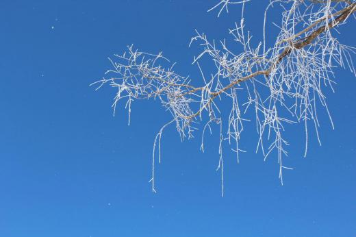 朝から真っ青に晴れ上がった空に心もウキウキします 先日の良い天気の時に撮った1枚です 真っ青な空に白い絵の具で描いたような霧氷が鮮やかです 今日は成人の日です 遠い昔のことですが私も若い時があったんだなあと思い出しています/