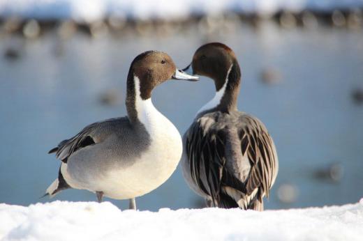 猛烈な吹雪が音をたてて吹いています 一昨日の晴天がウソのようです その時に撮ったすてきなカップル それともすれ違い カモの群れにみつけた2羽のカモ 白い雪の上で気持ちよさそうにひなたぼっこをしているようです つかの間の憩いのひと時です/