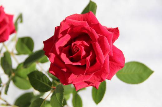 咲いている花がほとんどない中で秋から咲いている真赤なバラが今も我が家で咲いています 昨年10月頃に咲いた鉢植えのバラを切って花瓶に指していましたが正月を越し今でも花びらも落とさずにきれいに咲いています 天気がよかったので外の雪の中で写真をとりました 白い雪に真っ赤なバラがひと際目立ちます もうちょっと咲いててほしいと願って/