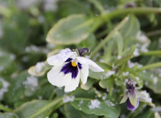 今朝も雪がちらついています そんな雪の中でもパンジーが花を咲かせています 大雪のときはすっぽりと雪に覆われていたプランターのパンジーは雪を取り払うと緑の葉に白や紫の花をつけています 凍り付いたパンジーが息を吹き返したように花を咲かせています 春になると一斉に花を付けてくれるパンジーですが花のない冬に心を和ませてくれる草花です/