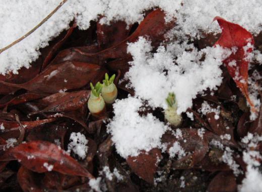 2月2日天候 雪 雪との闘いに明け暮れる我慢の日々がもう少し続くのでしょうか ドウタンの垣根の根元の日当りの良い所の雪が消えクロッカスが芽を出しているのを見つけました 我が家にとっては一番早く花を咲かせてくれる草花です 花が咲くまでもう2か月はかかるのでしょうか/