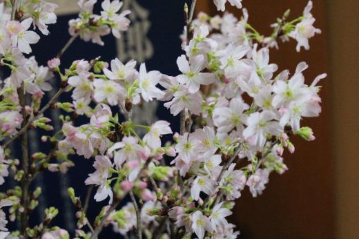 寒い朝で外の気温は零下8度 でもなんとなく春の空のように感じるのは私だけでしょうか 春を感じさせる「啓翁桜」やぐっと冷えると木々の枝に咲かせる「霧氷」など厳寒のころの情景とは違ったものに感じます 2月も10日過ぎました もうちょっとですね春まで/