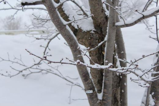 東京で1〜2cmの積雪で大騒ぎをしているのか不思議です 今朝はうっすらと1〜2cm程度でしょうか雪がふりました 桜の木の枝にも雪がついていましたが花芽はまだまだ固そうです 啓翁桜は咲きましたがソメイヨシノなどはまだまだ先です /