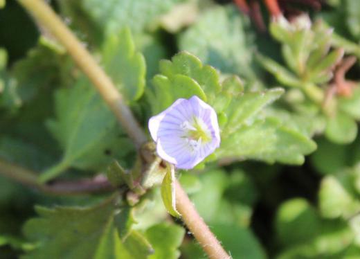 昨日は快晴の良い天気で気温も4,5度あったでしょうか 天候に誘われて野草の花を探しに出かけました 山すその南斜面にどこにでもある「オオイヌノフグリ」というの雑草の花が一輪咲いていて思わず写真を撮りました 小さな紫色の花がびっしりと咲く雑草ですがやっと一輪見つけました 今年初めての雑草の花です/