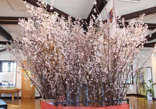 今朝はまた冬に逆戻りしたかのように雪が降っています 先日花を探しに啓翁桜をたくさん咲かせていると聞き高畠ワイナリーにでかけました こんなに多くの啓翁桜を咲かせているのをいままで見たことがありませんでしたので春を感じることができ心がとてもあたたかくなりました あまり艶やかではないと思っていた啓翁桜でしたが見事に艶やかに咲き誇っていました/