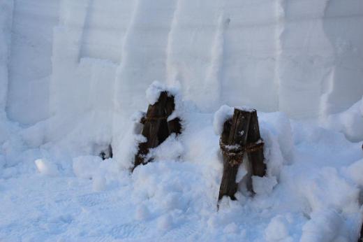 屋根から降ろした庭一杯の雪は庭のバラや草花を覆いつくし春まだ遠い感じです 早く土いじりがしたいと庭の雪掘りをしました まだ1mはあろうかと思われますが雪の下から雪囲いのバラの木が顔を出しました 何時になったら庭の土いじりができるのでしょうか/