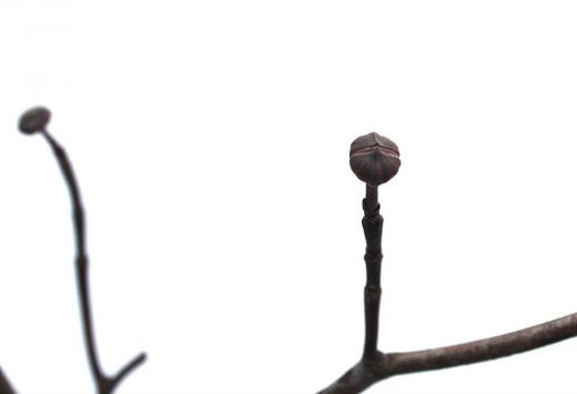 全国的な寒波と大雪 今朝もチラチラと雪が降っています 雪で折れた「アメリカハナミズキ」を花瓶にさしました 一晩過ごしただけですが心なしか少し蕾の先が赤みを帯びてきましたが気のせいでしょうか 明後日あたりから暖かくなりそうで少し明るくなってきた空を見上げています/