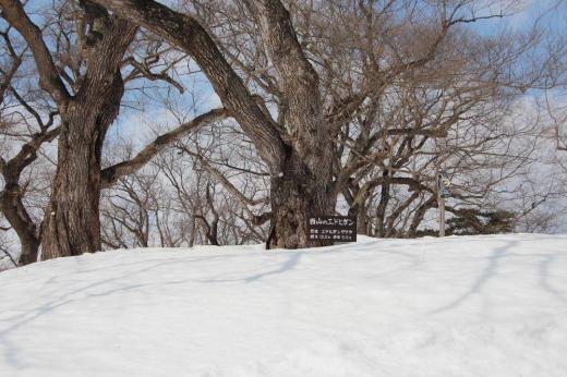 晴れ間に烏帽子山公園にのぼりました 雪に覆われまだまだ春は遠いと感じました 公園には桜の芽をついばむ「ウソ」の鳥を追い払う擬声が響いていました 枝の剪定をしている平林さんによると今年もウソが多く桜の花が心配だと語っていました 今年もよい桜が咲くといいですね/