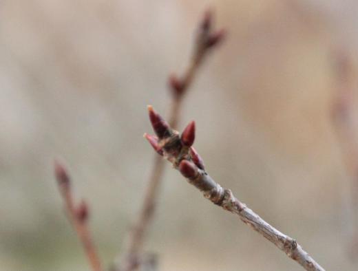 このような気候を三寒四温というのでしょうか 一昨日まで冷たい雪が降っていたのに昨日からぐんと暖かくなってきました 東京では桜の開花が話題となっていますが我が家の鉢植えの桜の花芽はまだまだ固く桜の開花まではもう少しかかるのでしょうか/