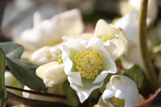 暖かさに誘われるようにクリスマスローズが咲いていました クリスマスローズは茎がなく、根茎から葉柄と花柄が別々に伸びる無茎種で人気の高い多年草です 耐寒性の花で開花期が1月から3月と言われています 雪解けとともに咲く花で早春の花ですが雪の降らない地方では枯れた花壇を彩ってくれる花だそうです/