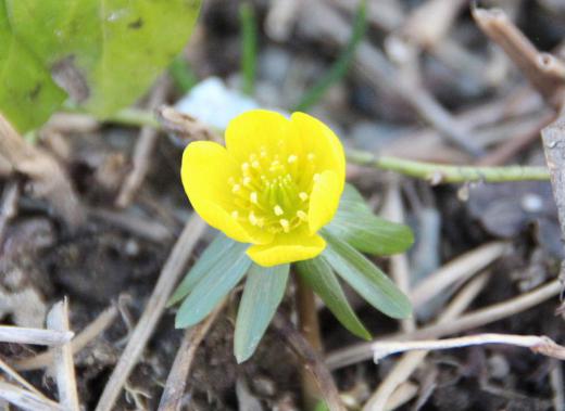 暖かさに誘われたように福寿草が咲いています 1月1日と4月6日の誕生花で花期は早春で3〜4cmの大きさの花です よくお正月のおめでたい花として扱われますがなんとなく納得です 花は花びらを使って日光を集めその熱で虫を集めるのだそうです 日光があたると開き日が陰ると閉じる花で晴れた日でないと見れない花です /