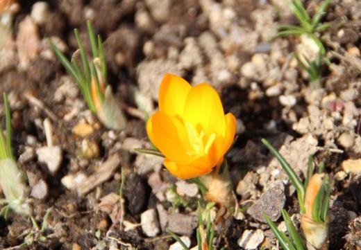 ようやく我が家の花を紹介できる嬉しさのブログです 昨日の気温でクロッカスが開花しました 我が家では一番最初に咲く花です これからは雪景色ではなく「花暦」に応えられえるブログでありたいと天気予報を見ています でも明日紹介する花がありません/
