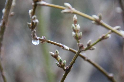 朝から雨が降っています 雨に濡れたレンギョウやボケなどの花木の花芽が少し赤みを帯びたり膨らんだりしています ひと雨ごとに暖かくなりいよいよ花の季節がやってきます/