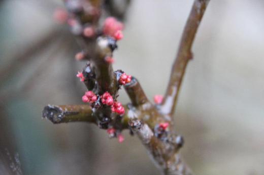 雨に濡れた「ボケ」の花芽が紅く色づいてきました もう2,3週間もするとオレンジ色の「ボケ」の花が咲き始めます 暖かくなる春が来るまでもう一息ですね/