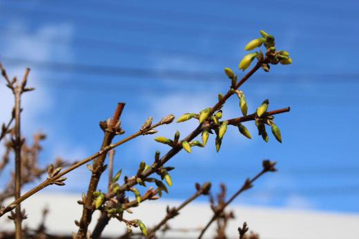 昨日の雪がすっかり消えましたが陽ざしはあるものの冷たい風が吹いています 鮮やかな黄色の花を咲かせてくれる庭のレンギョウの蕾が心なしか黄色みをおびています いち早く春を告げてくれる花木の一つですが何時になったら咲くのでしょうか/