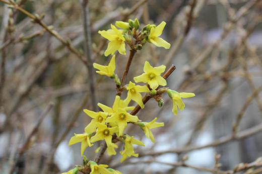 レンギョウの花が咲きました といっても雪で折れたレンギョウの蕾の付いた枝を花瓶にさしていましたら庭の花木より一足早く咲いてくれたものです 早春の花は淡いピンクや黄色の花が多いですね まもなく次々と花が咲いてきます 楽しみです/