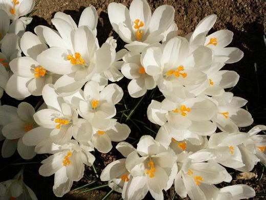 今日は良い天気になりそうでウキウキします 黄色のクロッカスに続いて薄紫や白い花が一斉に咲き始めました 陽気に誘われてポチポチとそちこちにいろんな花が咲き始めました もう冬は終わりですねえ/