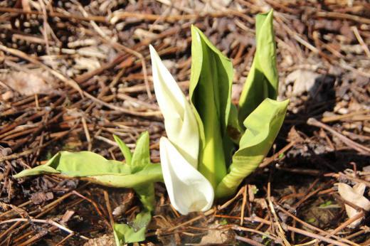 暖かさに誘われたのか隣家の川べりのミズバショウが開花しました 歌にも歌われているミズバショウは初夏の季節を歌っていますが春早いこの時期に毎年咲き楽しませてもらっています これから大きく咲くまでもう少し時間がかかるでしょうか/