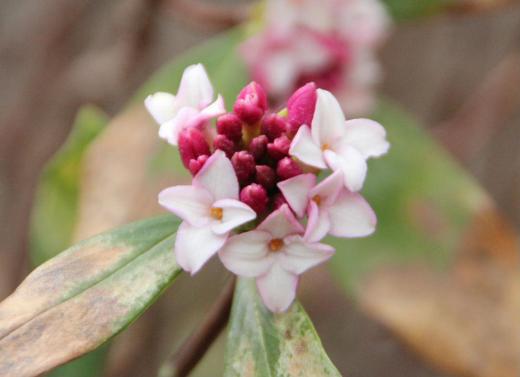 良い香りを放つ「ジンチョウゲ」が開花しました 妻の実家の庭に大きなジンチョウゲが植えられており家に近づくとジンチョウゲのにおいが漂ってきたものです 今はその木もなくなりましたが我が家にかろうじて残っています 日当りも悪くあまり大きくもならず香りもあまりしなくなりましたが懐かしい思い出の木の一つです/