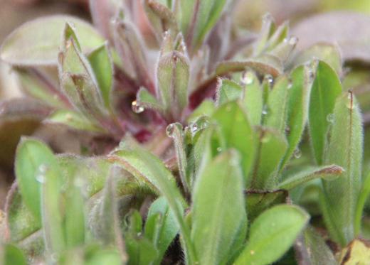 ワスレナグサの新しい芽が出てきました 可愛い小さな水色の花がこれから咲いてくれます 葉には小さな水玉が朝の光に照らされています 花が咲くのは何時でしょうか/