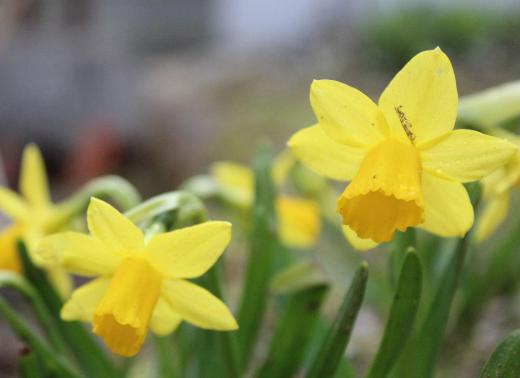 風が冷たく肌寒い朝となりましたが庭のミニスイセンがようやく咲きました 春を告げる花の一つで多くの種類がありますが小っちゃくて可愛い花です 今日は市内の小中学校で入学式が行われます 新しい旅立ちの日となりますが良い天気となってくれと祈っています/
