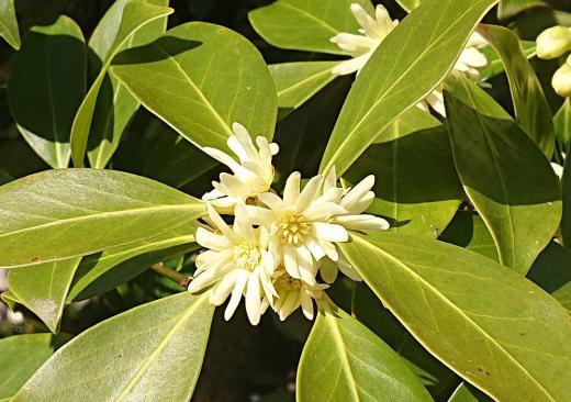 淡い黄色の花を付けている花木を散歩の途中でみつけました 「シキミ」というもくれん科の花木でしょうか 寺院によく植えられていたそうですが春になると花を咲かせ 9月頃袋果と呼ばれる実が熟すそうですが実は猛毒だとか /