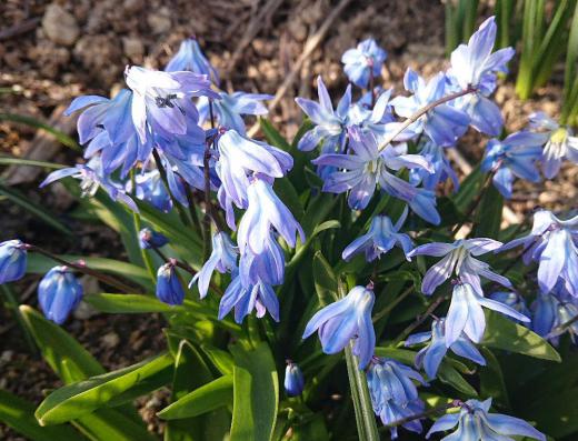 春の季節には珍しい青紫色の花が咲いていました あまり見たことがない花でしたのでネット調べたら今まで聞いたこともない「シラーシベリカ」ではないかと思われます 鮮やかな色で花壇の中ではひと際目立つ色で春には珍しい花です 球根で販売されているとのことです/