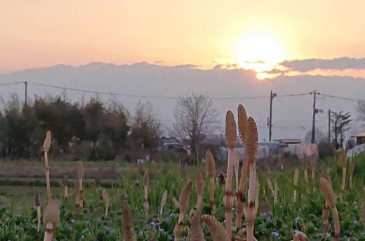 昨日の夕方の散歩で夕陽に照らされたつくしに思わずカメラを向けました 今年は例年になくつくしの群生が多いような気がします 今朝は昨日までの初夏のような気温から20度近く下がりとの予報で雨が降っています 国道沿いの桜並木も開花し始めたのでサクラが散らなければよいのですが/