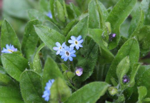 サクラが満開というのに朝から雨が降っていますが午後には晴れるという予報に期待しています 小さな可愛らしい青い花を付けるワスレナグサが庭のすみに雨に濡れながら咲いています 青い花が可愛いと知人から一株いただき植えたものですがどんどん増えてきました この花も春を告げる花でしょうかそれとも初夏の花でしょうか/