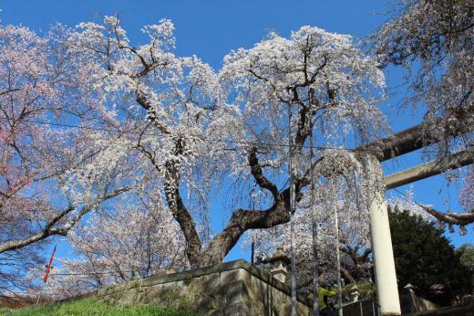 烏帽子山公園の桜が満開に近く快晴の青空に白やピンクの花が見事に咲いています 冬季間ウソの食害で桜の開花状況が心配されましたが見事に咲いてくれました 朝から桜を見物する観光客と思われる人がたくさん訪れていました 今日中には満開になるのでは/